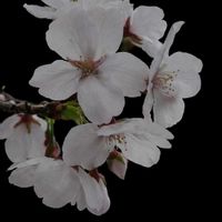 サクラ,セッコク,さくら サクラ 桜,大人の着せ替え人形,花散歩の画像