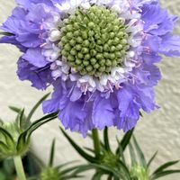 スカビオサ,原種チューリップ,原種チューリップ　チンカ,スマホ撮影,ベテラン乙女倶楽部の画像