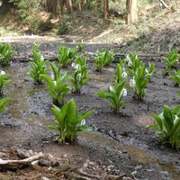 ミズバショウ,ミズバショウ,白い花,水辺の水曜日,Juneの会の画像