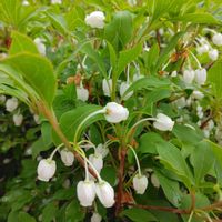 スイートピー,ドウダンツツジ,灯台躑躅(ドウダンツツジ),✨今日のお花✨,Have a good day✨の画像