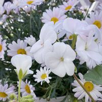 ゼラニウム,マーガレット,ムスカリ,スマホ撮影,ベテラン乙女倶楽部の画像