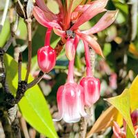 ドウダンツツジ,ドウダンツツジ,サラサドウダン,ホンコンドウダン ピンクシャンデリア,ホンコンドウダン。の画像