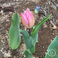 アザレア,アネモネ,チューリップ,イチゴ栽培,お花大好き♡の画像