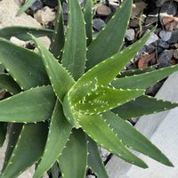 多肉植物,観葉植物,花を通じて愛と平和を,グリーンで癒されてねの画像