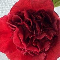 シラン,チューリップ,ヒナゲシ,ディスタント・ドラムス,バラ ディスタント・ドラムスの画像