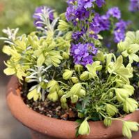 クレマチス,バコパ,ヘリクリサム,クレマチス ペトリエイ,バラ咲きバコパ・スコーピアの画像