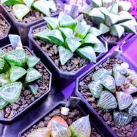 ハオルチア,ハオルチア オブツーサ,多肉植物,ハオルチア属,多肉大好きの画像