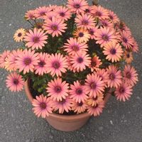 ハナニラ,シバザクラ,チェリーセージ,オステオスペルマム グランドキャニオン,花のある暮らしの画像