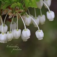 ドウダンツツジ,ドウダンツツジ,ベビーサンローズ,ベビーサンローズ,多肉植物の画像