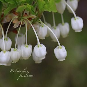 ドウダンツツジ,ドウダンツツジ,ベビーサンローズ,ベビーサンローズ,多肉植物の画像