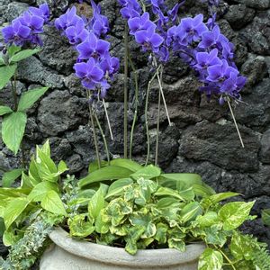 胡蝶蘭,ブルージーン,温室,感謝,いつもありがとう♡の画像