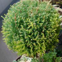 多肉植物,観葉植物,花,ベランダの画像