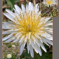 モモ,オステオスペルマム,シロバナタンポポ,クロガネモチ,ナヨクサフジの画像