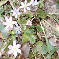 キクザキイチゲ,ショウジョウバカマ,雪割草,今月も宜しくお願いします❣️,いい香りのしきみの画像