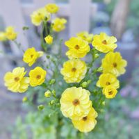 ラナンキュラス,ラナンキュラス　ラックス,ラナンキュラス・ラックス ピュタロス,ガーデニング,黄色い花の画像