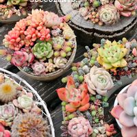 サボテン,寄せ植え,多肉植物,多肉寄せ植え,エケベリア属の画像