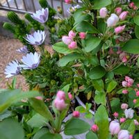 アジュガ,エリカ,オキザリス,ヒメリンゴ,朧月の画像