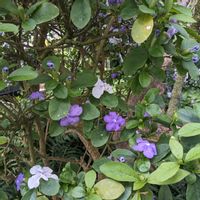 ニオイバンマツリの画像