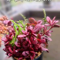 インデュラータ,多肉植物,育てやすい多肉植物,多肉植物寄せ植え,普及種の画像