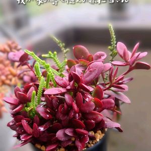 インデュラータ,多肉植物,育てやすい多肉植物,多肉植物寄せ植え,普及種の画像