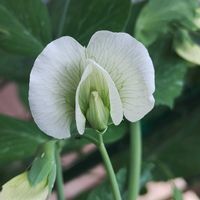 スナップエンドウ,ツルありスナップえんどう,ガーデニング,ネコ好き,プランター野菜の画像