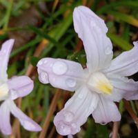 チオノドクサ,プルモナリア,チオノドクサ ピンクジャイアント,東北人花の会,チーム魔女っ子の画像