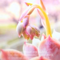 オウンスロー,多肉植物,幸せの多肉,幸せの刹那を積もらせよ(^o^ゞ,ありがとう♡︎⸜( ´ ꒳ ` )⸝♡︎の画像