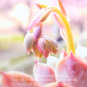 オウンスロー,多肉植物,幸せの多肉,幸せの刹那を積もらせよ(^o^ゞ,ありがとう♡︎⸜( ´ ꒳ ` )⸝♡︎の画像