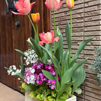 アネモネ,アネモネ,チューリップ,チューリップ,ハゴロモジャスミンの画像