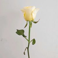 バラ,薔薇,バラ スペード,一人一花,一人一花運動@福岡市の画像