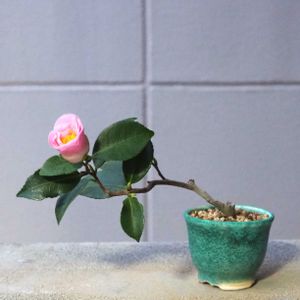 盆栽,小品盆栽,山野草,草もの盆栽,バルコニー/ベランダの画像