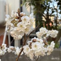 サクランボ,かわいい,庭木,マイガーデン,花のある暮らしの画像