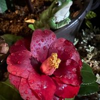 ハナモモ,スキミア,スキミア,木瓜(ボケ),木瓜(ボケ)の画像