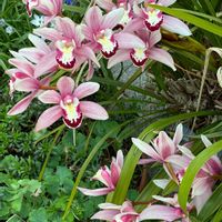 シンビジウム,我が家の庭,ビンクの花♡,庭の画像