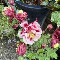 アリッサム,アリッサム,オダマキ,オダマキ,ブルークローバーの画像