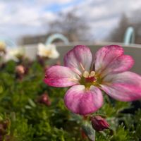チューリップ,雲間草,アムステルダム,オランダ,季節感の画像