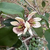 カラタネオガタマ,シャリンバイ,平和を願う☆,ちっちゃいものクラブ,ユーフォルビア-ダイヤモンド フロストの画像