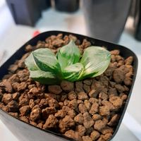 ハオルチア,ハオルシア,裏般若錦,多肉植物,エケベリア属の画像