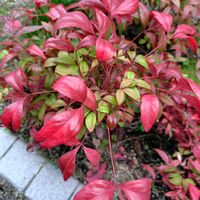 オタフクナンテンの画像