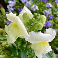 癒し,#ガーデニング,エクステリアの画像