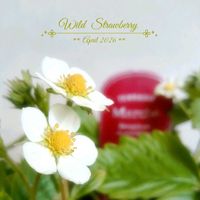 ワイルドストロベリー,ハーブ,可愛い,花のある暮らしの画像