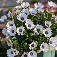 寄植え,ハンギング,小さな庭,玄関アプローチ,庭の画像