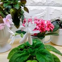 セントポーリア,観葉植物,植物育成ライト,私の癒し,セントポーリア♡の画像