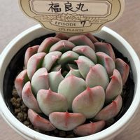 福良丸,多肉植物,オーズさん苗,エケベリア百物語の画像