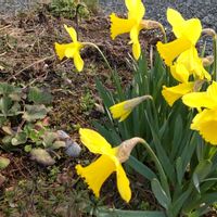 クリスマスローズ,ラッパ水仙,福寿草,福寿草,庭の画像