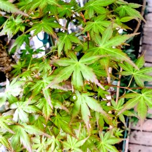 アプローチの画像