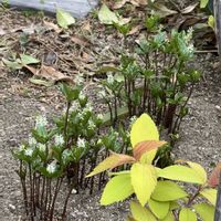 ヒトリシズカ,ミヤコワスレ,チーム愛知,庭の画像