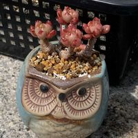 ピンクルルビー,多肉植物,多肉植物とサボテン,タニラー,多肉植物大好きの画像