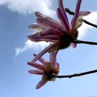 ミセバヤ,斑入りマサキ,ヒメコブシ(シデコブシ),庭の画像