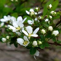 ユキヤナギ,ユキヤナギ,ユキヤナギ（雪柳）,ユキヤナギ（雪柳）,我が家の畑の画像
